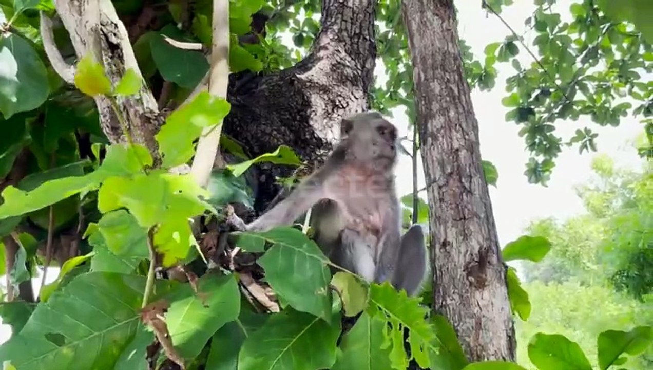 the-monkey-is-cool-i...-video