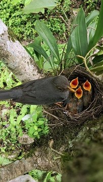 #birds #bird #nature #birdsofinstagram #wildlife #birdphotography #naturephotography #wildlifephotography #photography