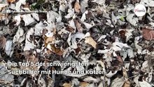 Ein Hund versteckt sich unter den Schafen: Nur Menschen mit Adleraugen sehen ihn!