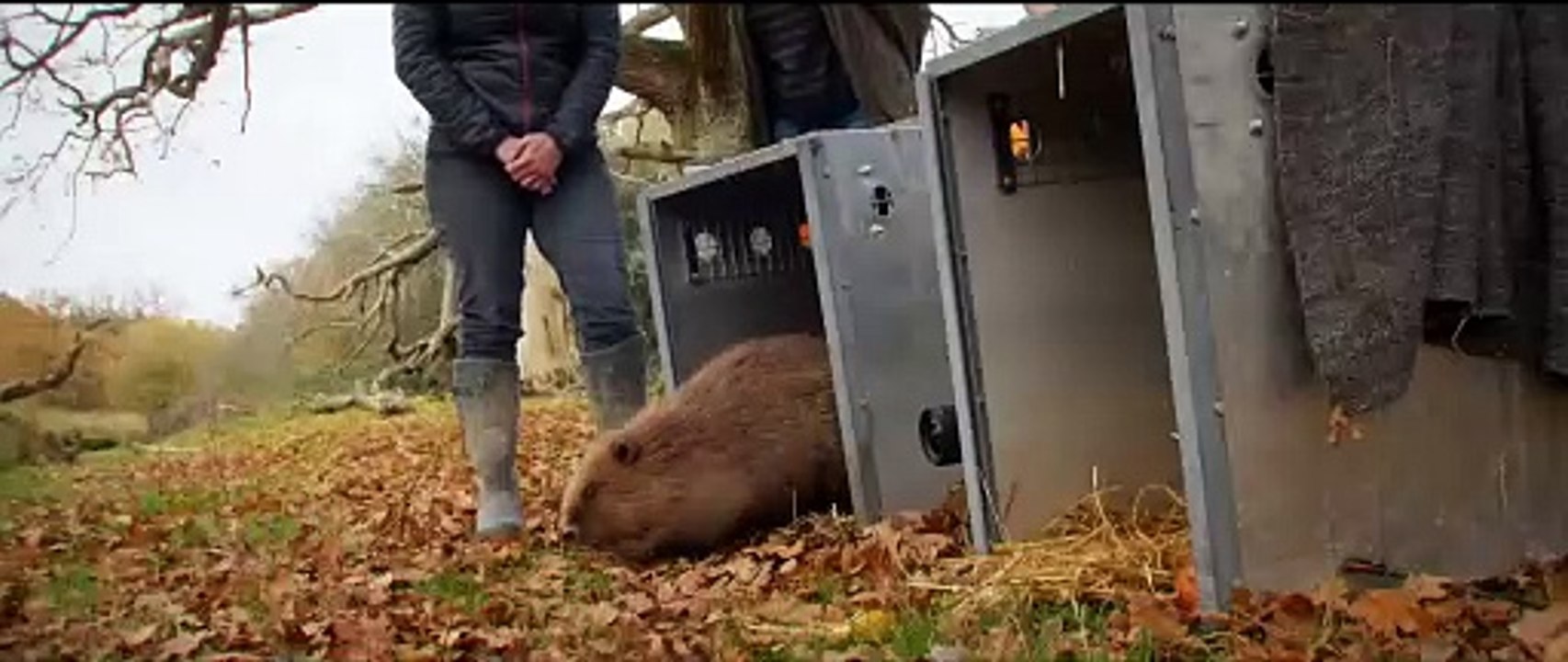 Wilding Trailer OmdU