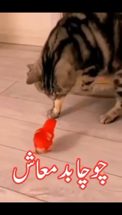 Animal funy fight
