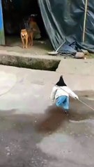 The dog was afraid to see the chicken walking with a stick