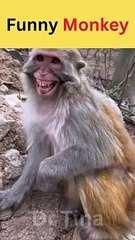 Funny Monkey Playing with Dog