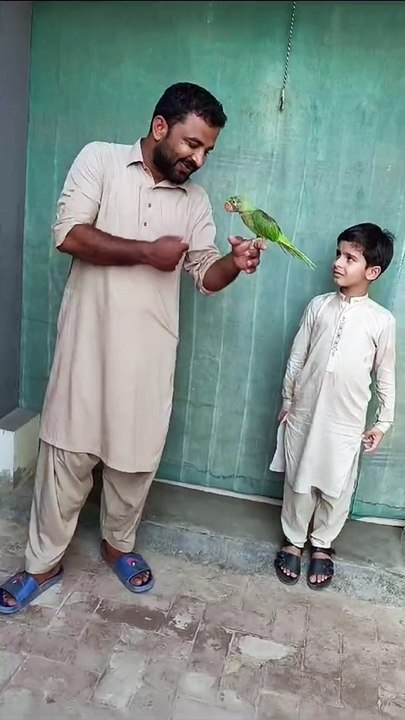 Talking parrot 
