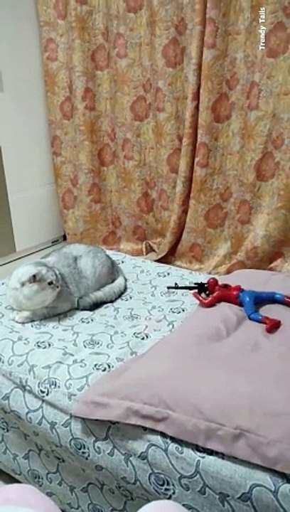 Toy Attacked by Cat