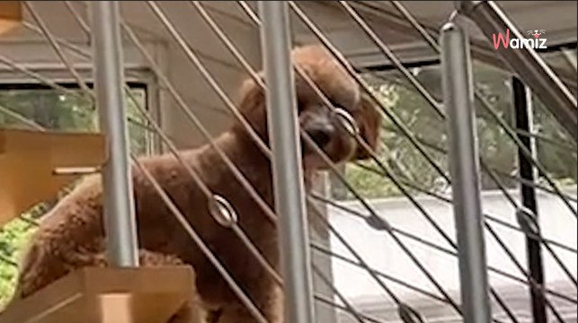 Il surprend son toutou assis dans les escaliers de la maison et remet en doute son identité (vidéo)