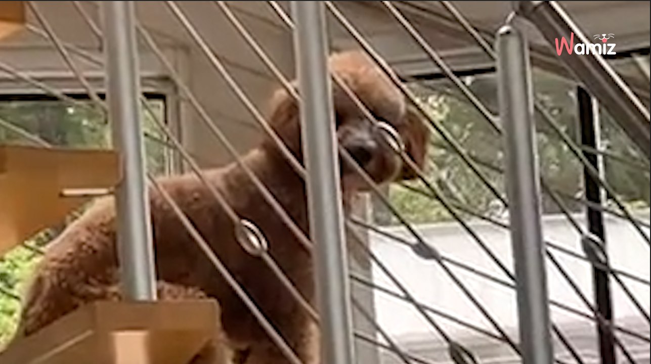 Il surprend son toutou assis dans les escaliers de la maison et remet en doute son identité (vidéo)