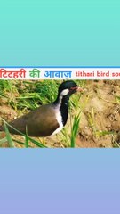 Titahari bird sound | titodi | tithari ki aawaj | टिटहरी | #towardthenature