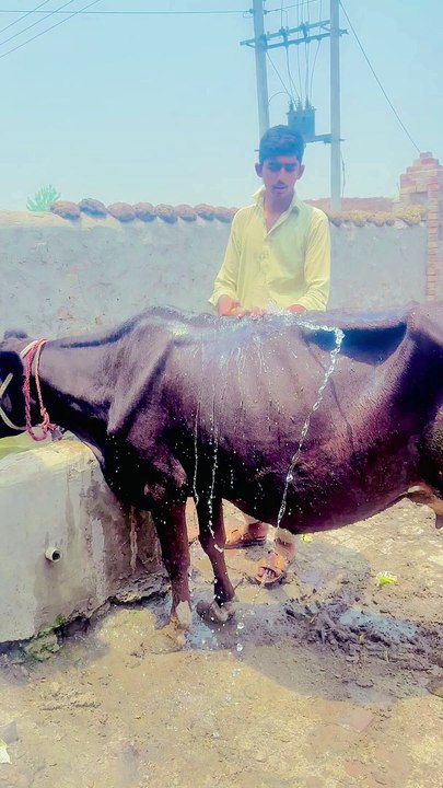 Cow farming