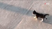 Kotek codziennie rano biegnie na przystanek. Ma ważny powód (video)