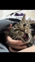 Cats Fight, Lets have Fun on HaHaHangout