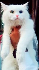 cat lover / animal lover