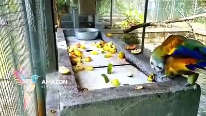 Amazon parrot talking like no other parrot