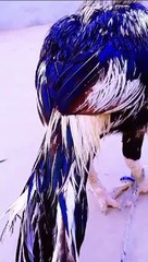 Aseel Murgha Mianwali