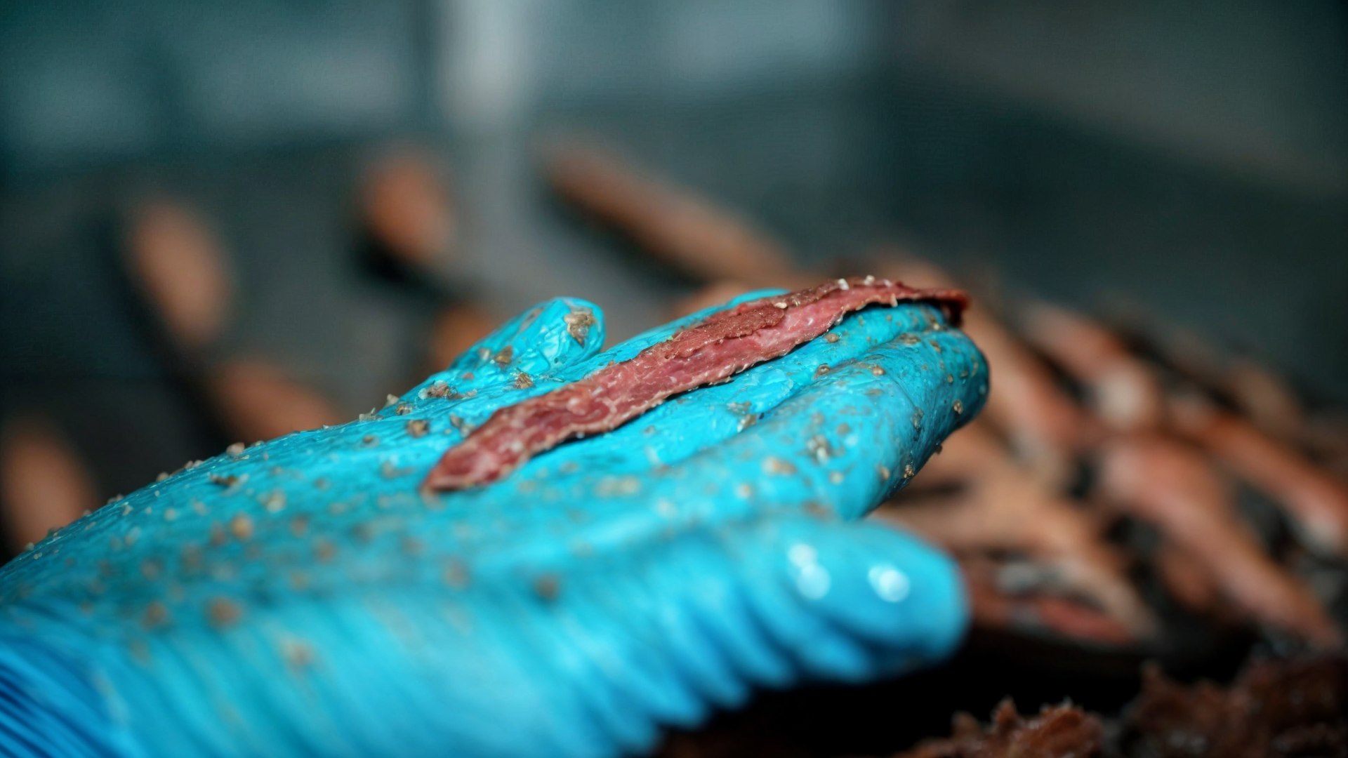 Así se transforma el bocarte en la anchoa, el 'jamón del mar'