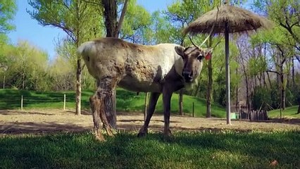 Stay with catPart3 Play #cat #pets #cutecat #dog