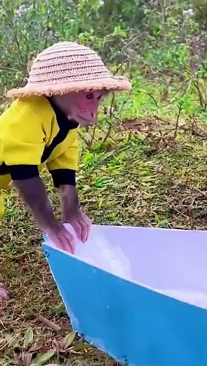 Bibi_monkey_harvest_fruit_P1__#funny_#cute_#babymonkey_#trending_#monkey_#top_#animals_#cat(360p)