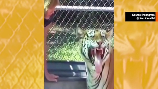 Hauska video: Tiikeri tekee selväksi, että naisen pitäisi huolehtia jalkahygieniastaan paremmin