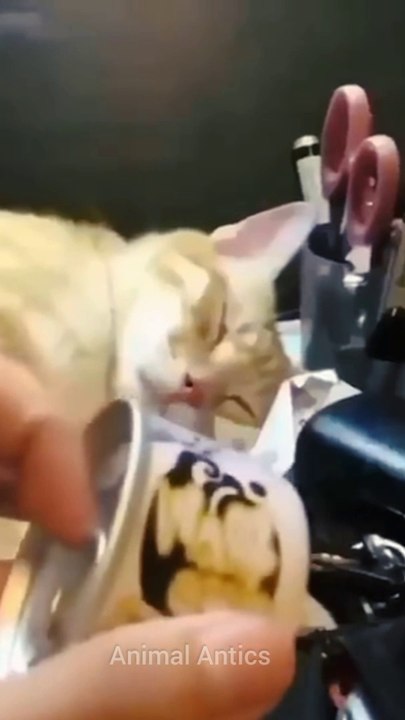 The world's Funniest Cats are hereFunny animals videos 2024
