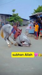 beautiful horse praying namaz