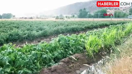 Bingöl'de Sağanak ve Dolu Tarım Araziye Zarar Verdi