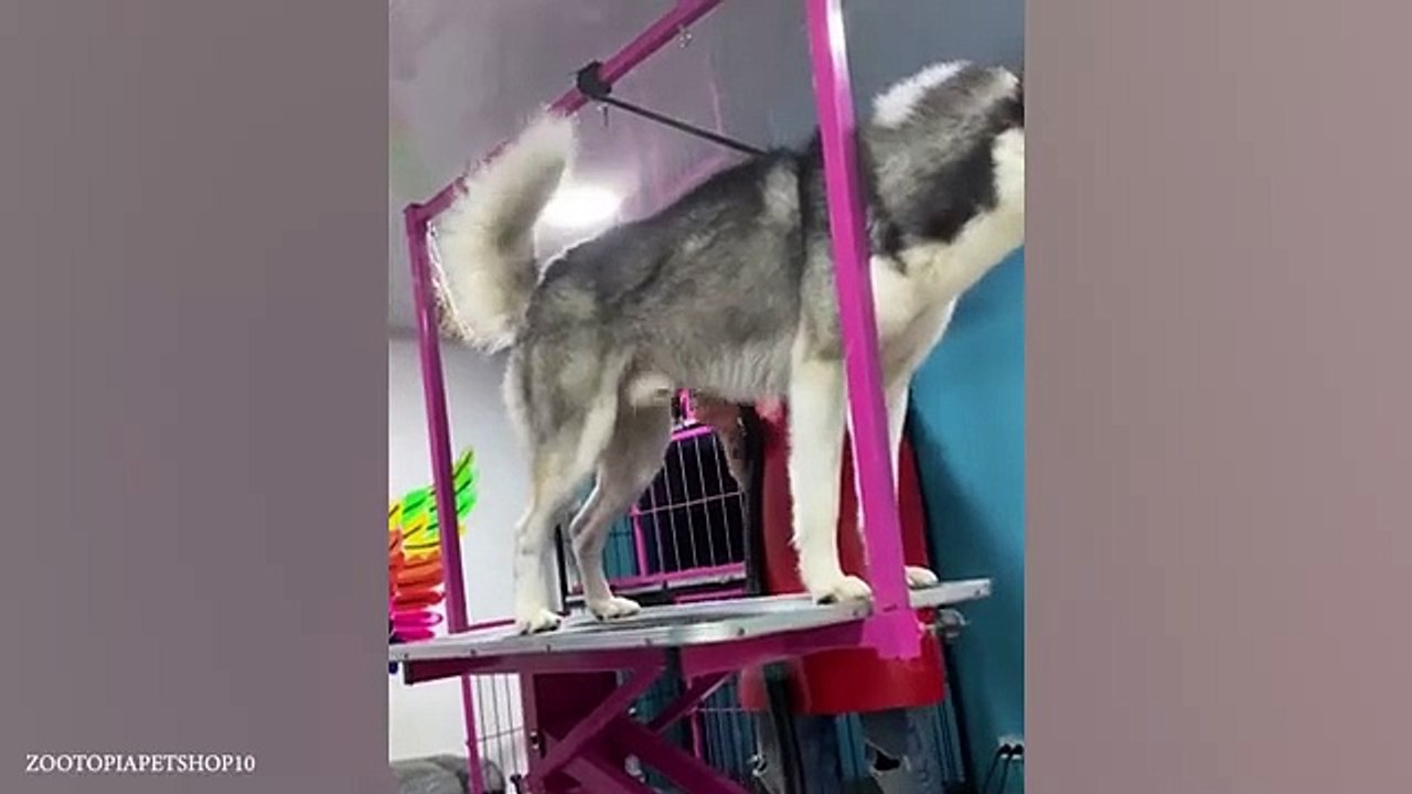Funny Dogs Refuse To Take a Bath  Funny