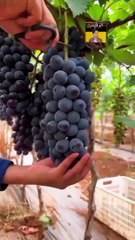 Beautiful quran recitation surah al ankaboot