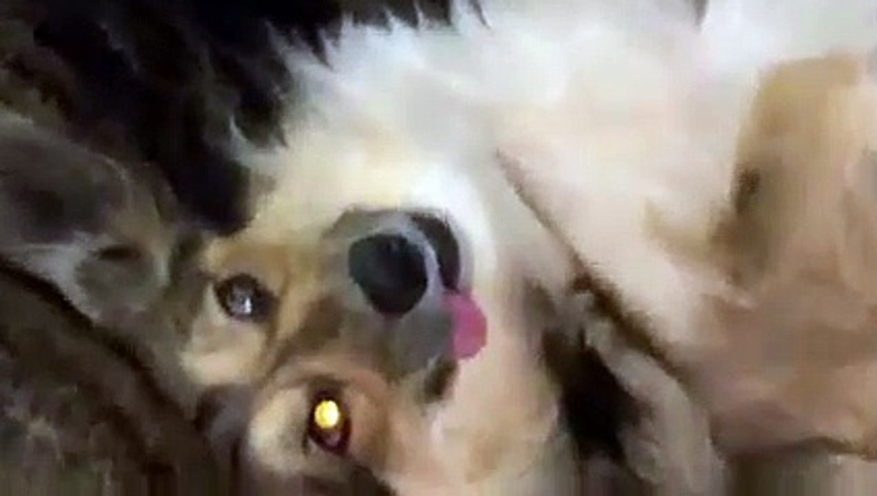 Cute dog