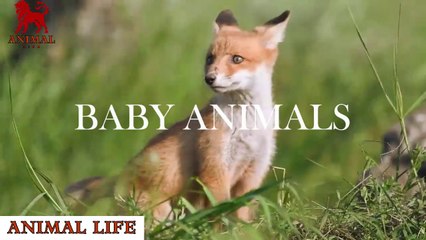 Baby animals video relaxations |Cute animal videos| Cute pet video| Animal life
