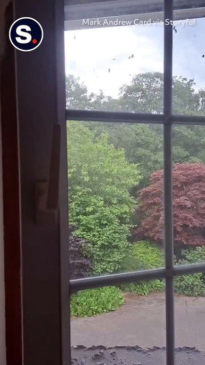 Beekeeper Comes to the Rescue as Around 180,000 Bees Found Living in Ceiling