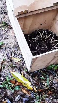 Cobra mais venenosa do Sul do Brasil é resgatada em casa de SC