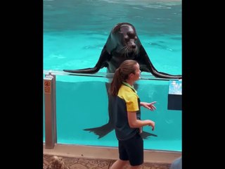 Amazing SeaWorld’s Live Show  #seal#dolphinshow#seaworld#ocean#orca#animals