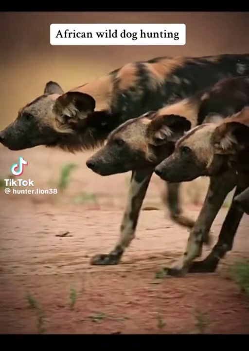 Brave animals