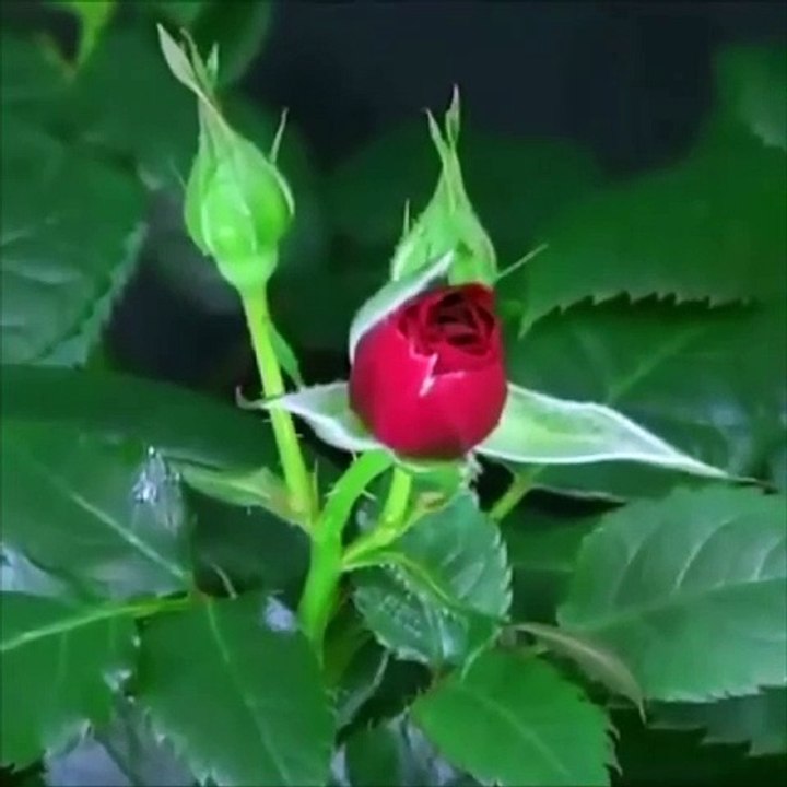Beautiful flowers