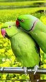 Indian Ringneck parrot talking