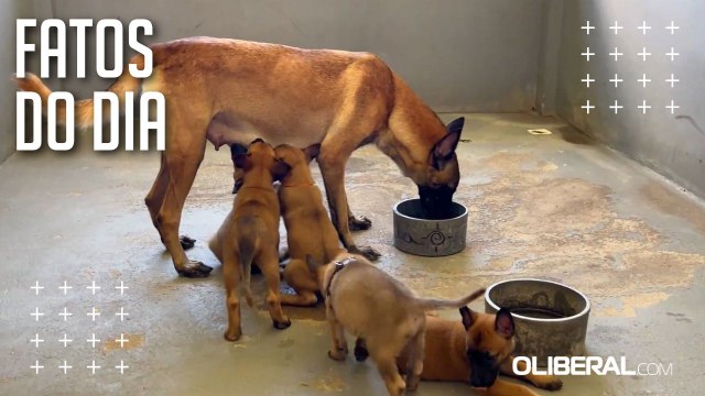 Filhotes nascidos em canil da PM são treinados para atuar em operações especiais no Pará