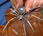 Eight-legged elegance! Fancy crafts for real spider lovers!