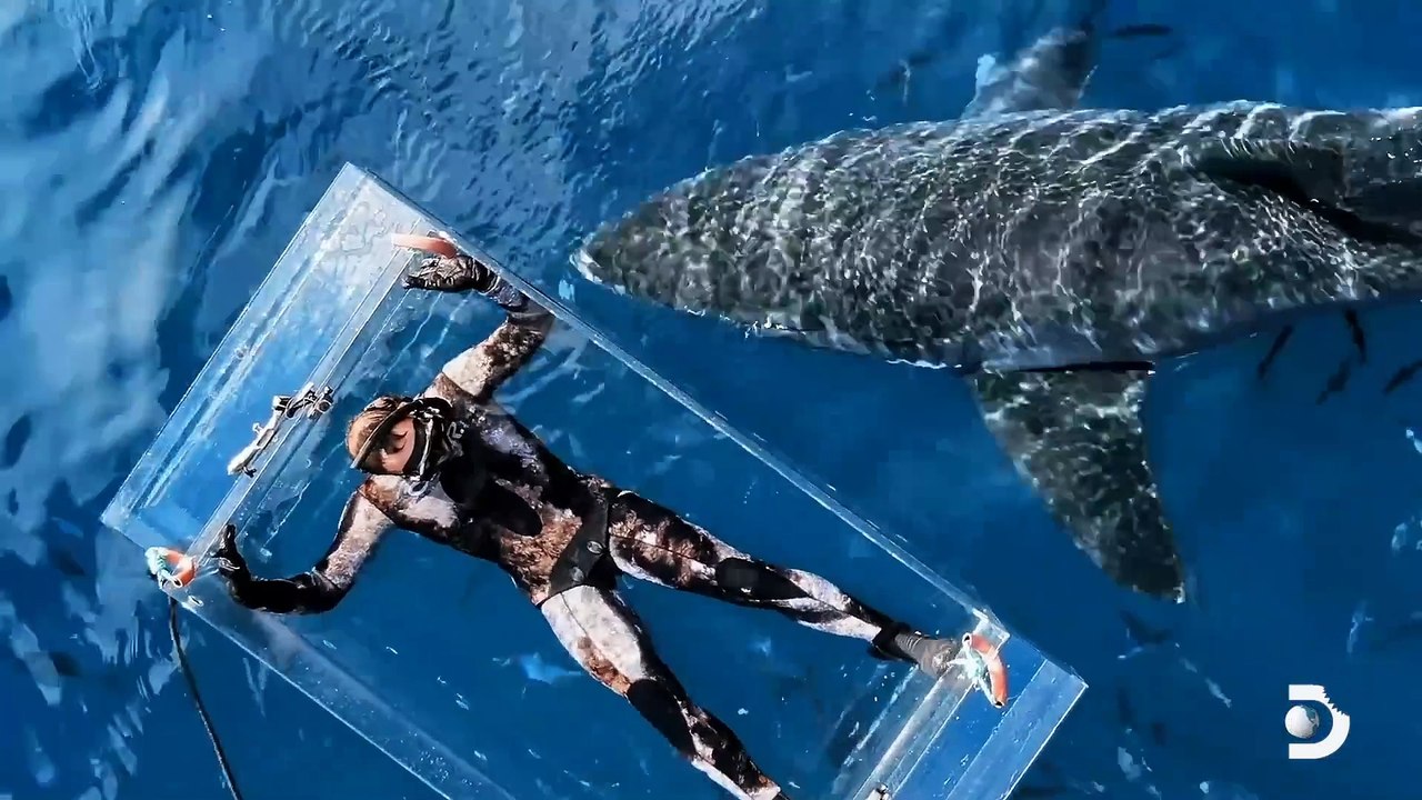 Meet The Joker_ A Shark With a Giant Scar! | Shark Week-(1080p)