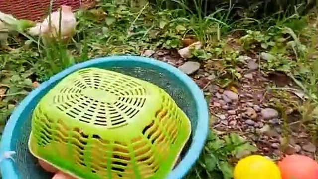 Catch Cute Chickens, Colorful Chickens, Rainbow Chicken, Rabbits, Cute Cats,Ducks,Animals Cute #68