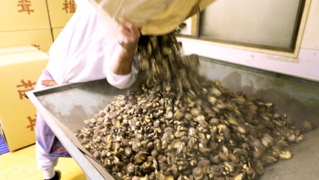 How Japan's priciest shiitake mushrooms fuel the $740 million global shiitake industry