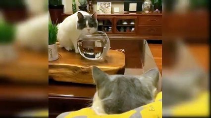 Baby_Cats_-_Cute_and_Funny_Cat_Videos_Compilation_#25___Aww_Animals(360p)