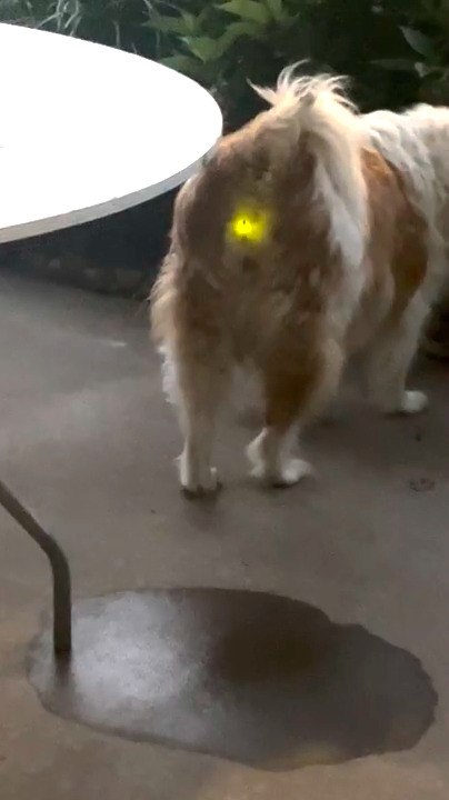 Firefly Blinks From Border Collie's Butt