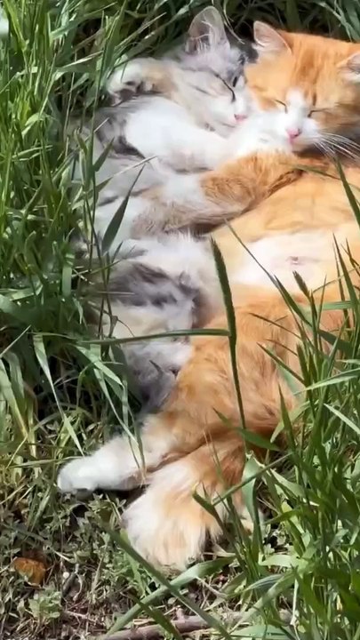 The kittens ❤️