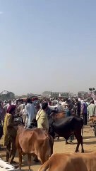 Multan Mandi | Beautiful Bull for Qurbani 2024