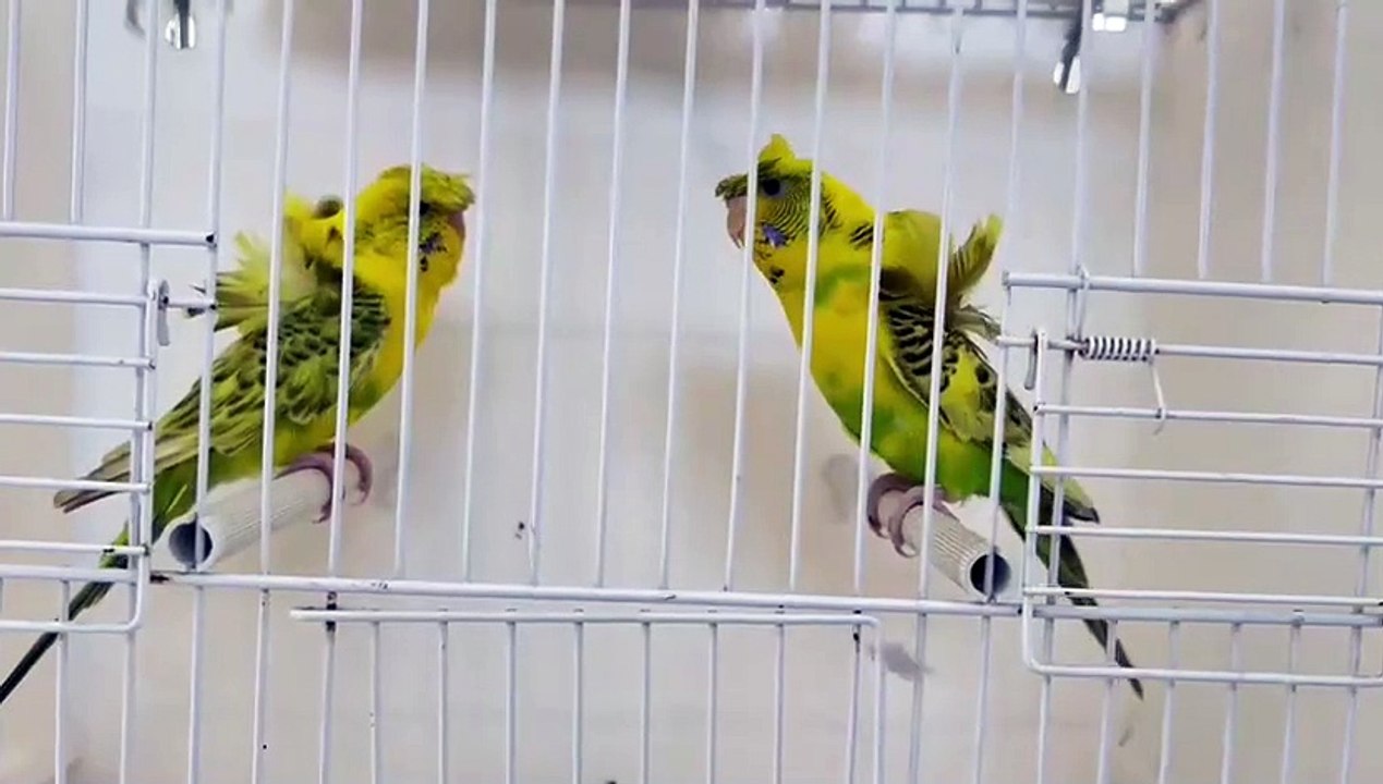 Beautiful Hogoromo budgies | Australian Parrots |talking Parrots | Hand tame