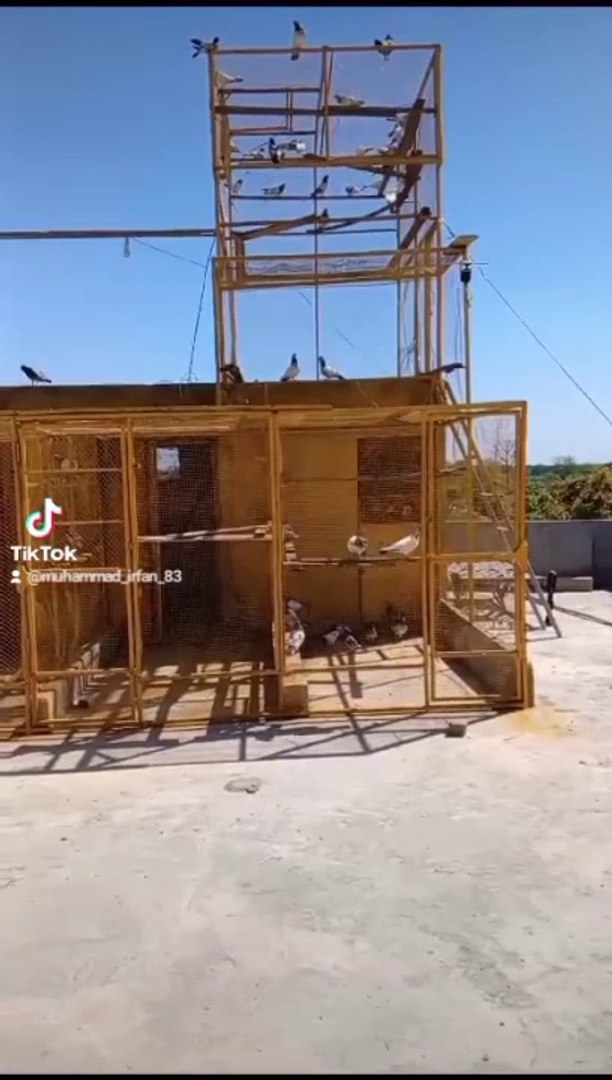 Pigeon  setup