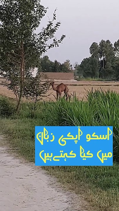 Camel Calf