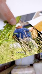 Le Mexicain - Final Season 4 Episode Teaser 🎬