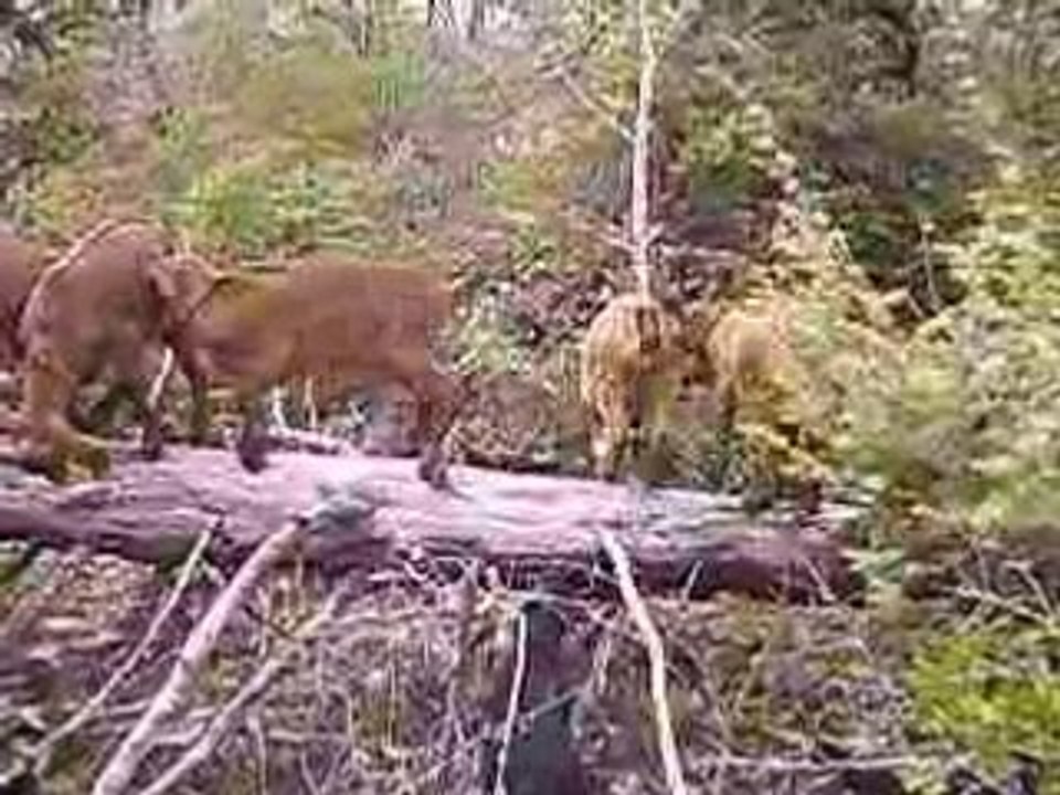 Petites chevrettes sur arbre