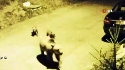 Ayı ve yavruları köyün içinde görüntülendi